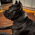 Load image into Gallery viewer, The "Big Boy" collar
