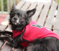 Load image into Gallery viewer, Parisian Pet 'WTF' Pet Shirt - Funny Dog & Cat Shirt, Red
