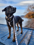 Load image into Gallery viewer, White Heart of Gold Dog Collar
