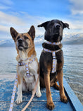 Load image into Gallery viewer, White Heart of Gold Dog Lead
