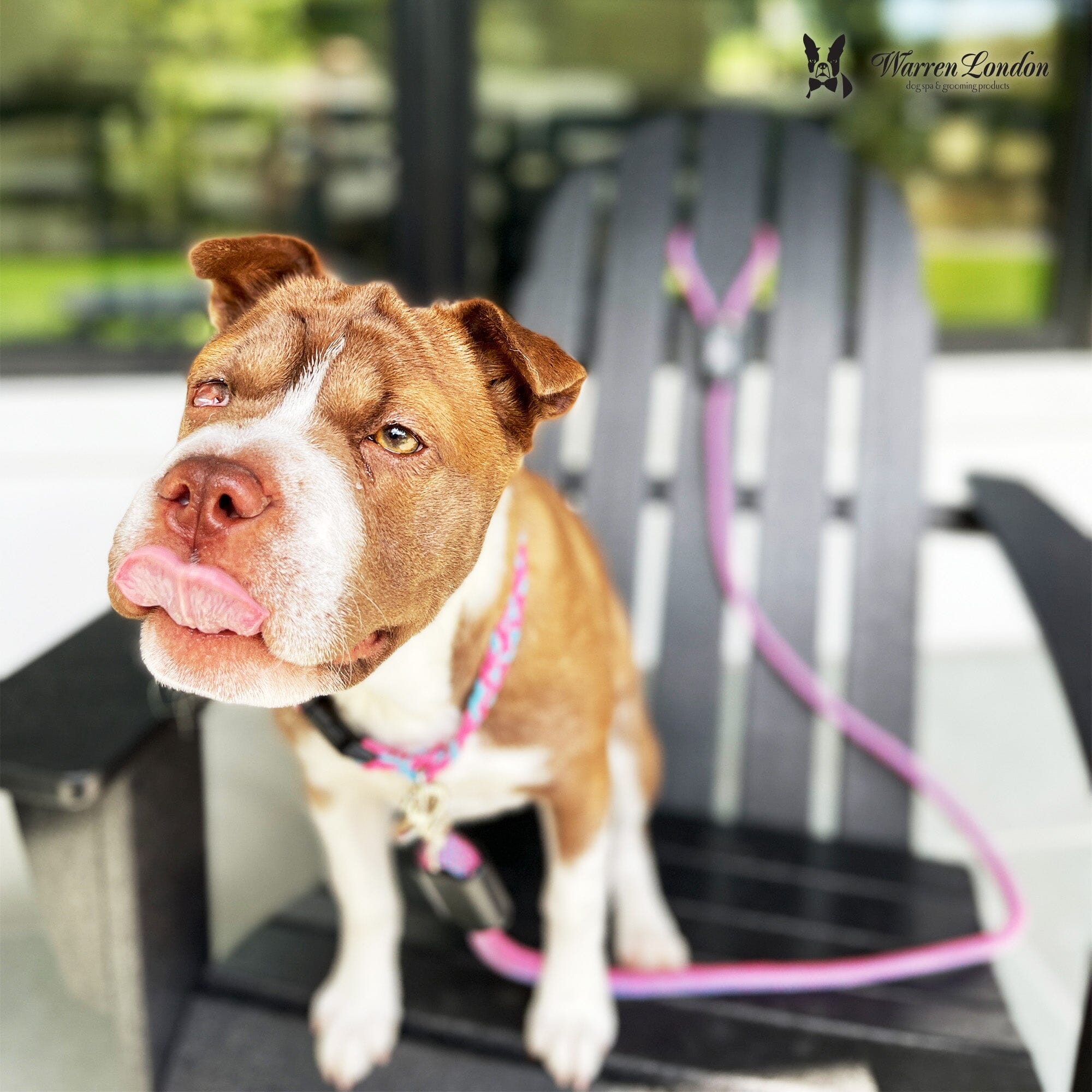 Rope Leash - Rainbow Reflective - Southlake Paws