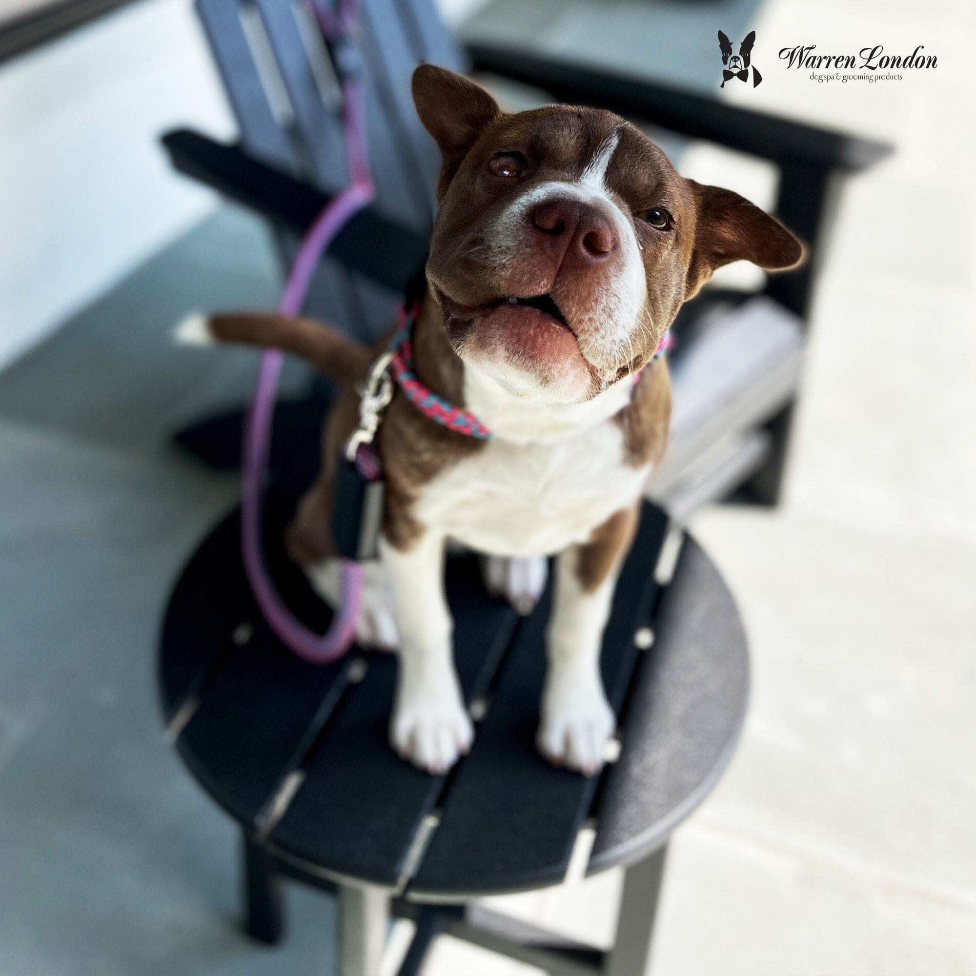 Rope Leash - Rainbow Reflective - Southlake Paws