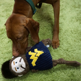 Load image into Gallery viewer, NCAA West Virginia University, Mountaineer Knottie® Plush Dog Toy - image 8
