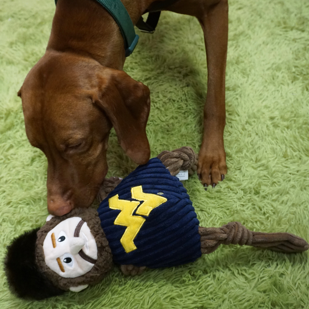 NCAA West Virginia University, Mountaineer Knottie® Plush Dog Toy - image 8