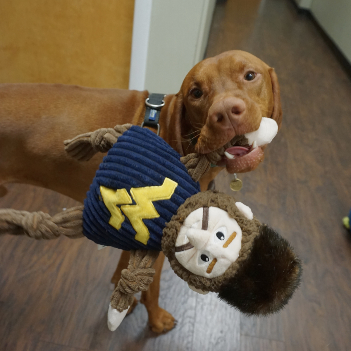 NCAA West Virginia University, Mountaineer Knottie® Plush Dog Toy - image 4