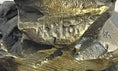 Load image into Gallery viewer, Landing Eagle w/ Wings Spread Bronze Statue Sculpture Signed Original Marble Base 7" x 9"
