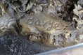Load image into Gallery viewer, Wild Boar Feral Hog Pig Kicking Hind Legs Bronze Sculpture Statue Figure on Marble Base
