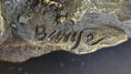 Load image into Gallery viewer, Hot Cast Bronze Tiger Family Statue Sculpture Decor Wildlife Art
