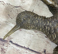 Load image into Gallery viewer, Vintage Cast Bronze Wall Hanging Bronze Bird Flying Eagle Sculpture Figure
