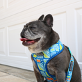 Load image into Gallery viewer, Frenchie Duo Reversible Harness - Waikiki
