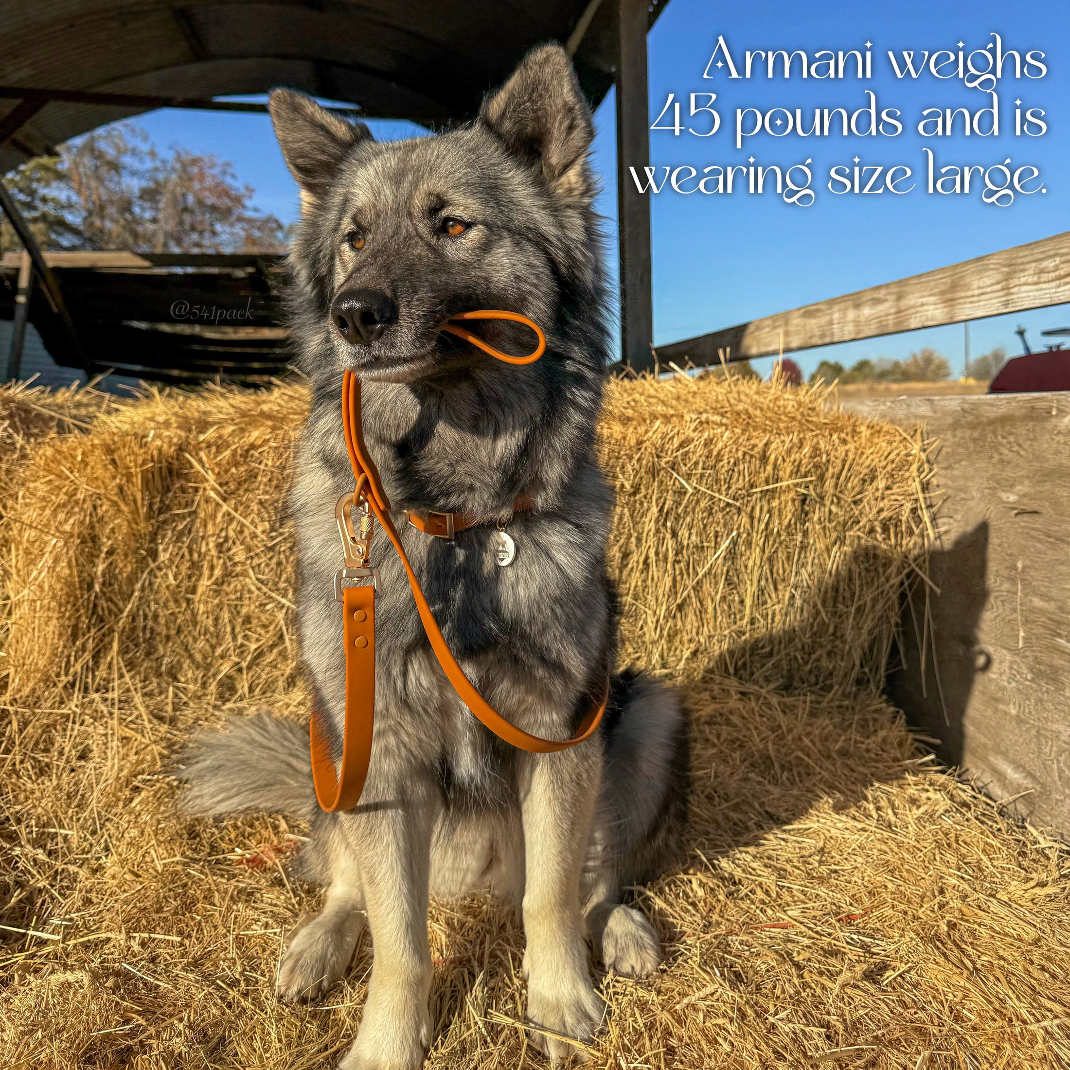 Waterproof Collar - Southlake Paws