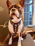 Load image into Gallery viewer, The ''Bijou'' harness Black & Pink Small to Medium Size
