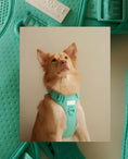 Load image into Gallery viewer, NO PULL ACTIVE  PET HARNESS - MINT GREEN
