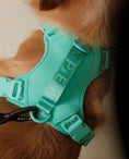 Load image into Gallery viewer, NO PULL ACTIVE  PET HARNESS - MINT GREEN
