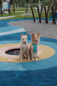 Load image into Gallery viewer, NO PULL ACTIVE  PET HARNESS - APRICOT
