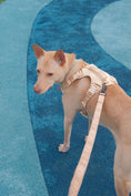 Load image into Gallery viewer, NO PULL ACTIVE  PET HARNESS - APRICOT
