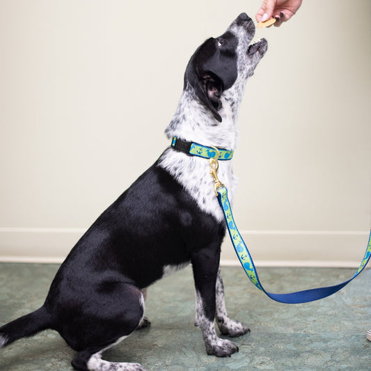 Whale Dog Lead
