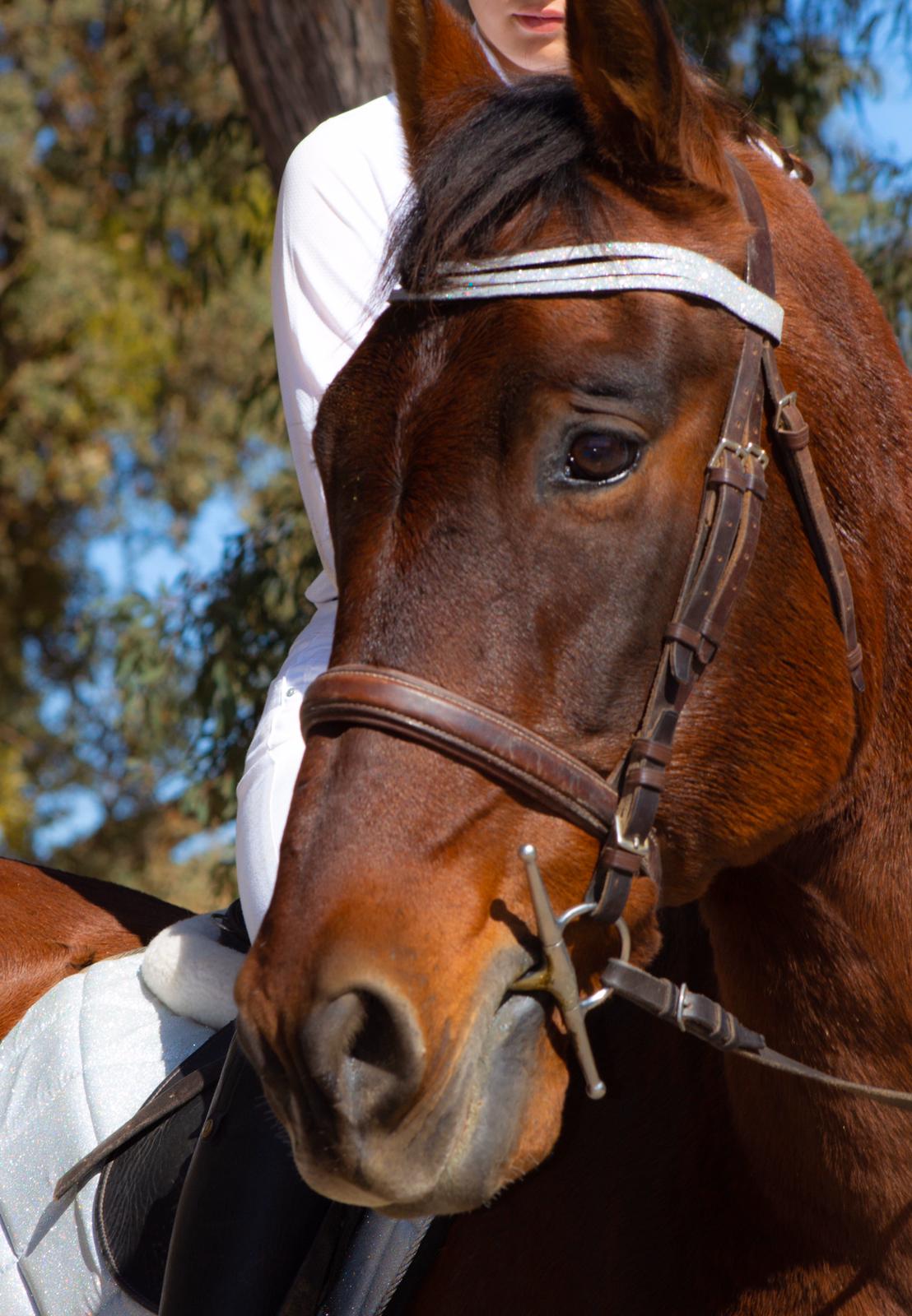 Close-up of a brown horse wearing a Royal Silver Browband, with a rider in white attire. Background features trees.