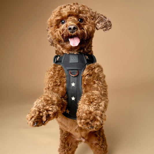 DOGISTRY The NoMad Adjustable Luxe Harness - Rockstar