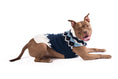 Load image into Gallery viewer, Midnight Ski Bum Dog Sweater
