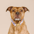 Load image into Gallery viewer, Whitley Dog Collar
