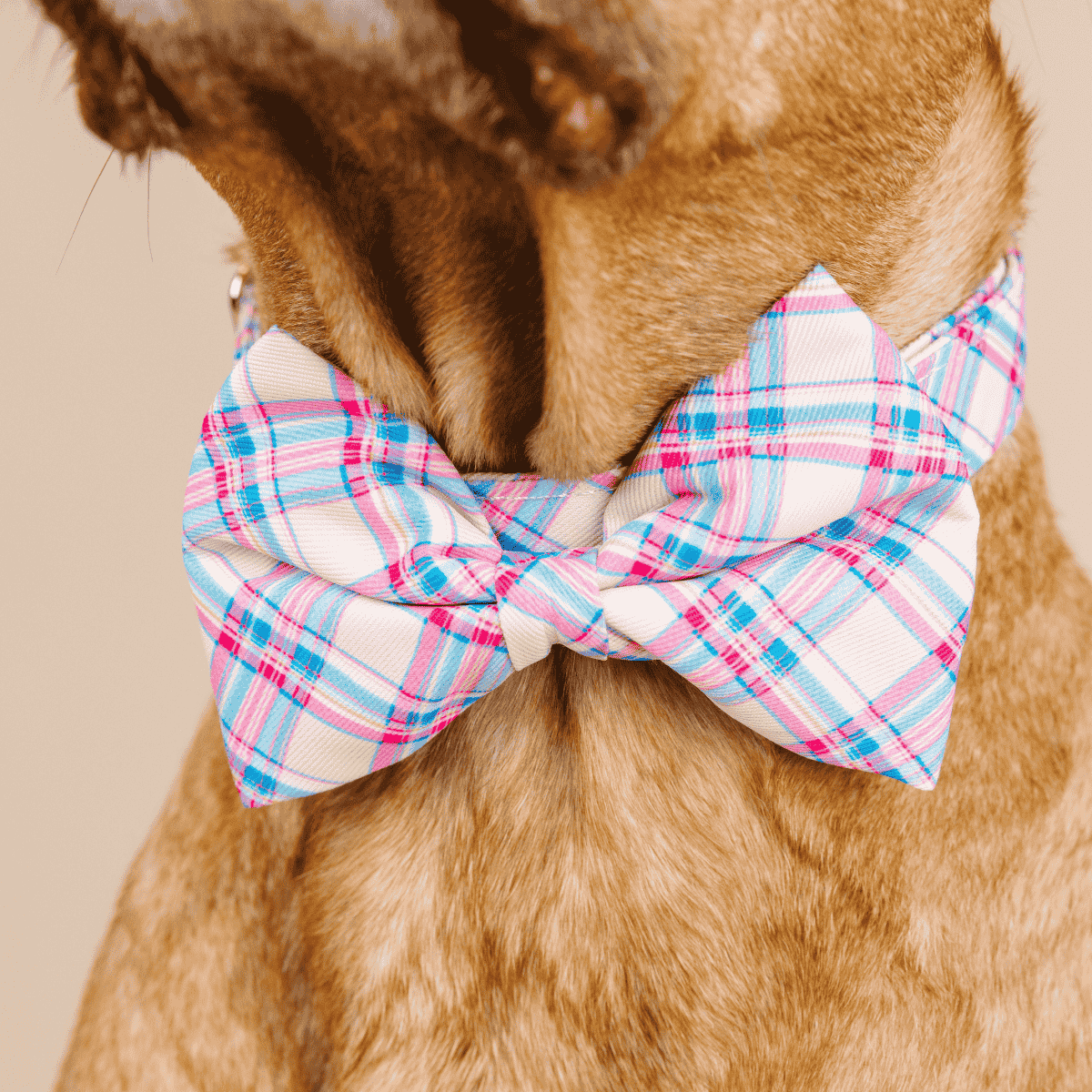 Whitley Dog Bow Tie