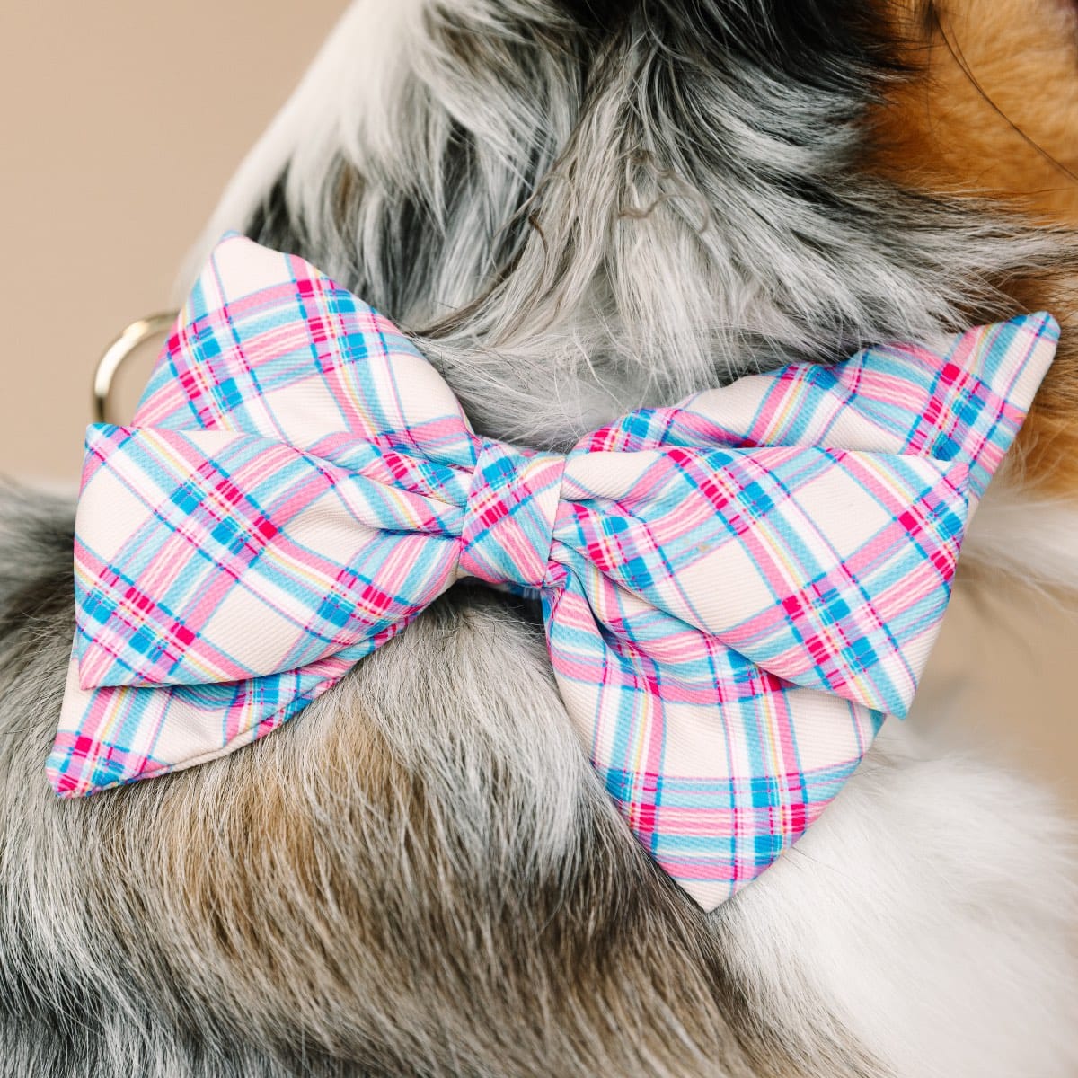 Whitley Dog Babe Bow