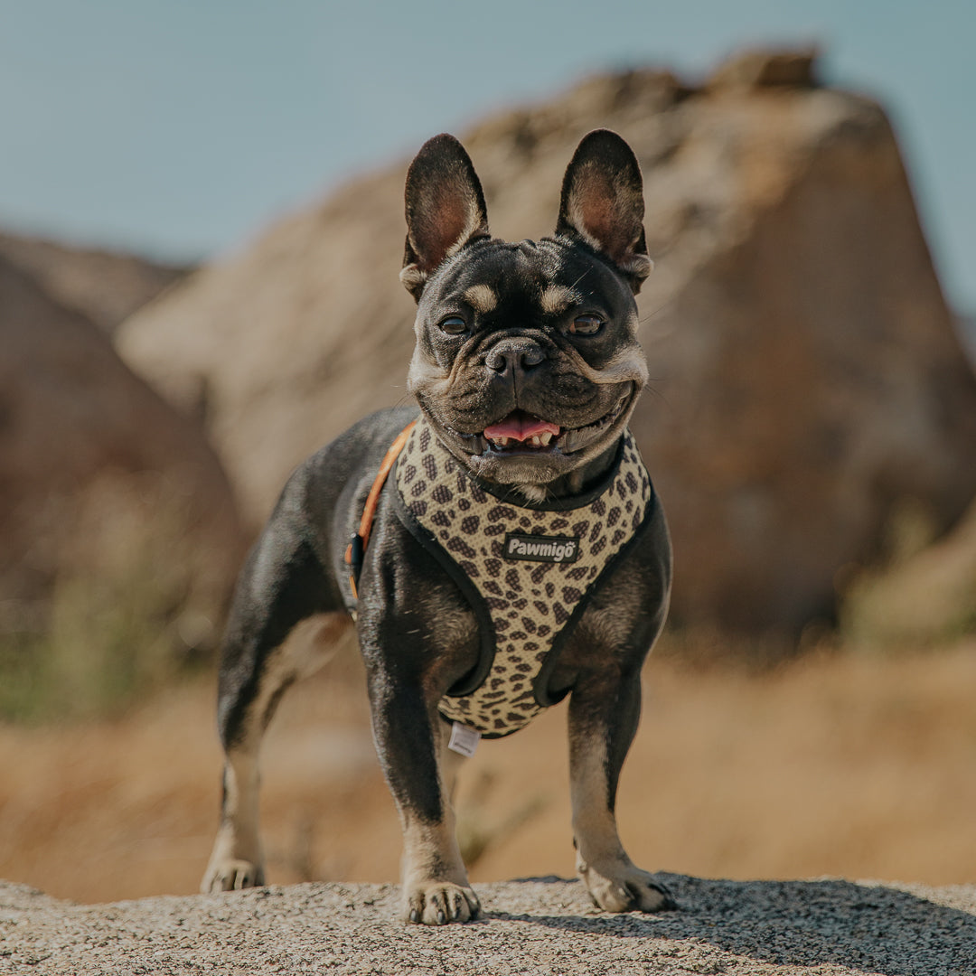 Wild Thing Reversible Harness - Southlake Paws
