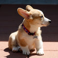 Load image into Gallery viewer, Union Jack Dog Collar
