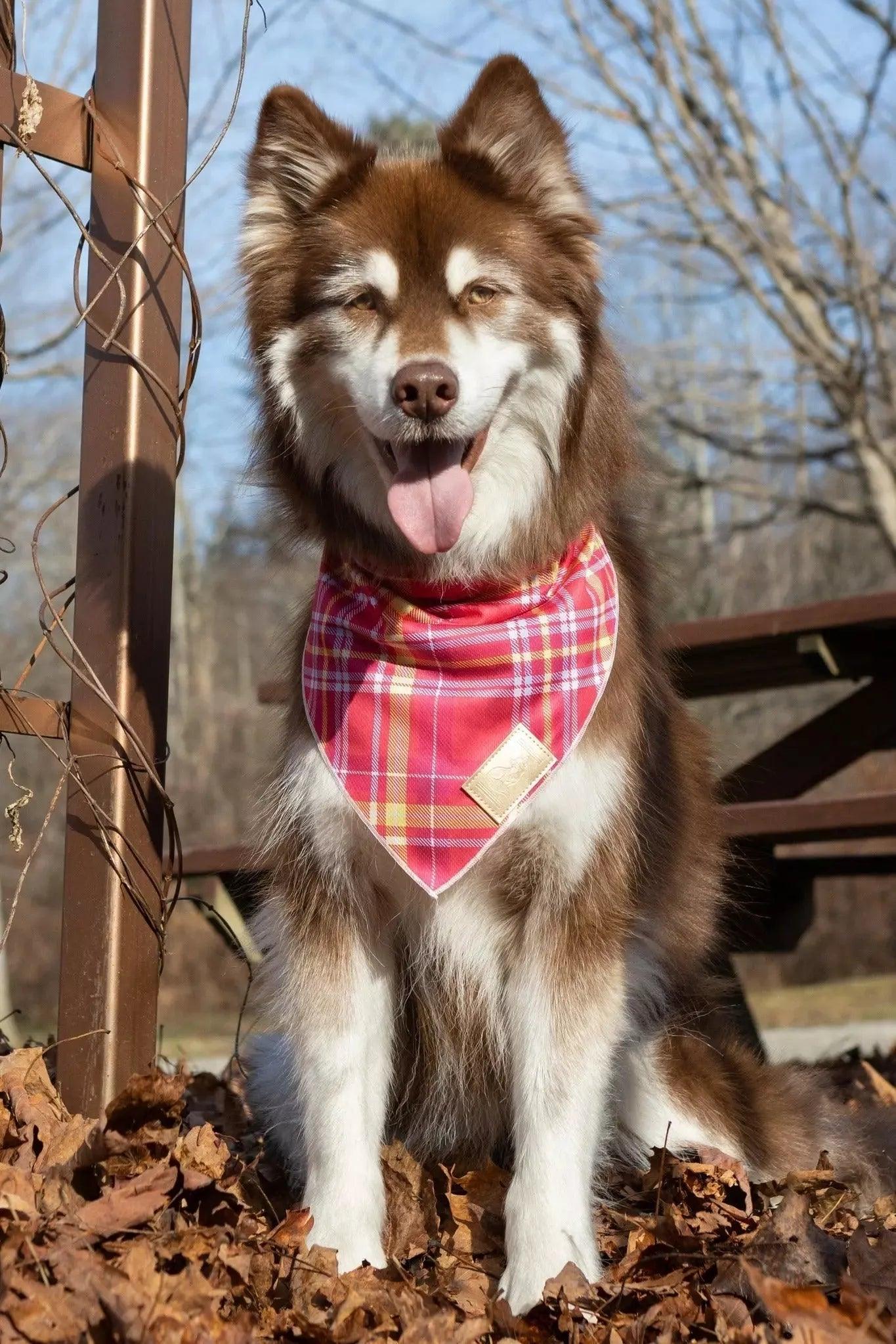 Wine Plaid Dog Bandana - Southlake Paws