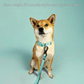 Load image into Gallery viewer, Wolfdoge Signature Leash - Southlake Paws
