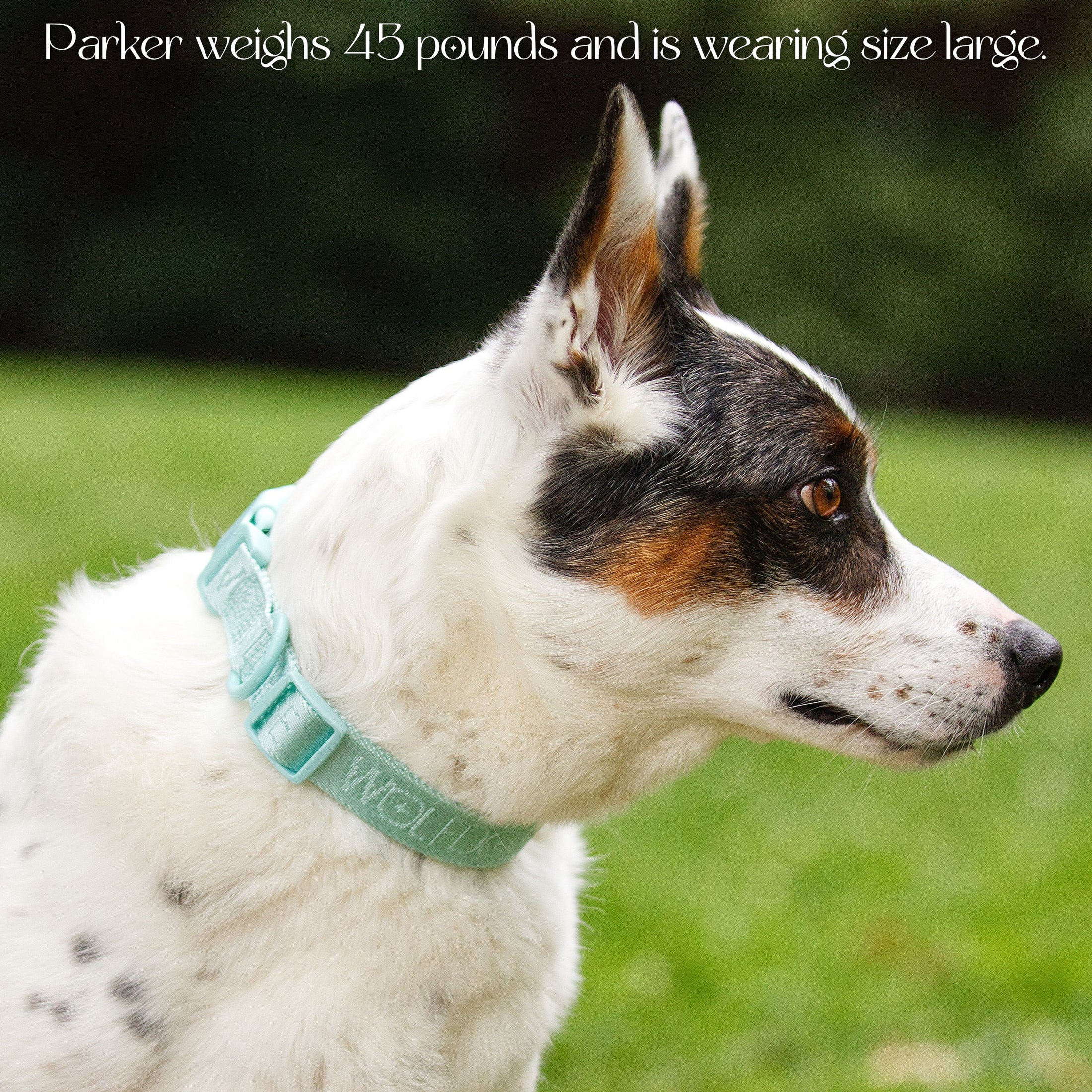 Wolfdoge Signature Collar - Southlake Paws