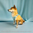 Load image into Gallery viewer, Wolfdoge Signature Harness - Southlake Paws
