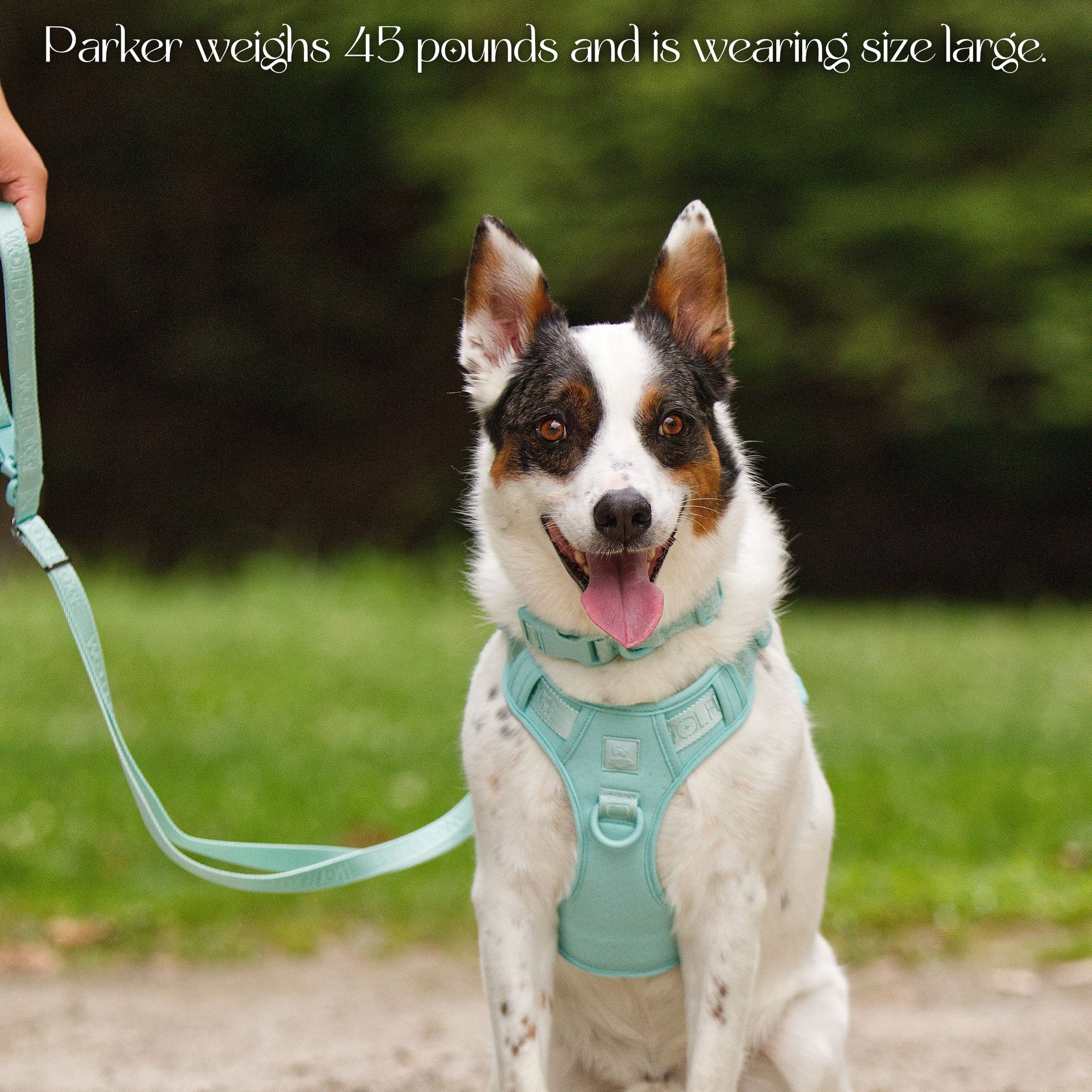 Wolfdoge Signature Harness - Southlake Paws
