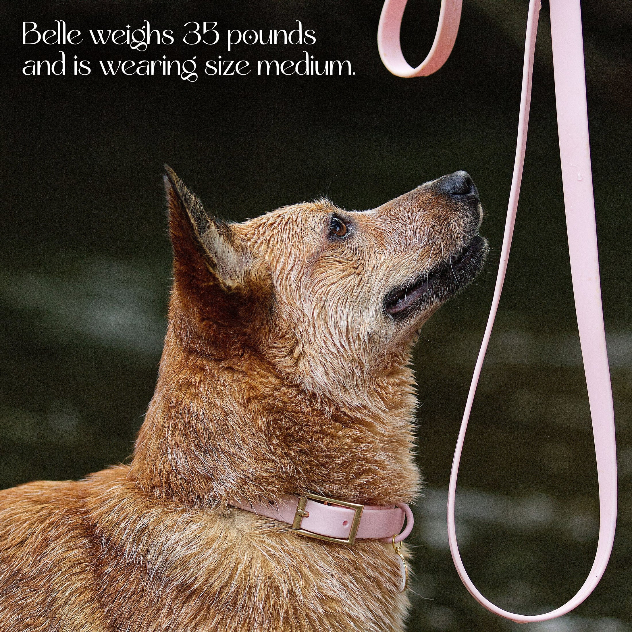 Waterproof Collar - Southlake Paws