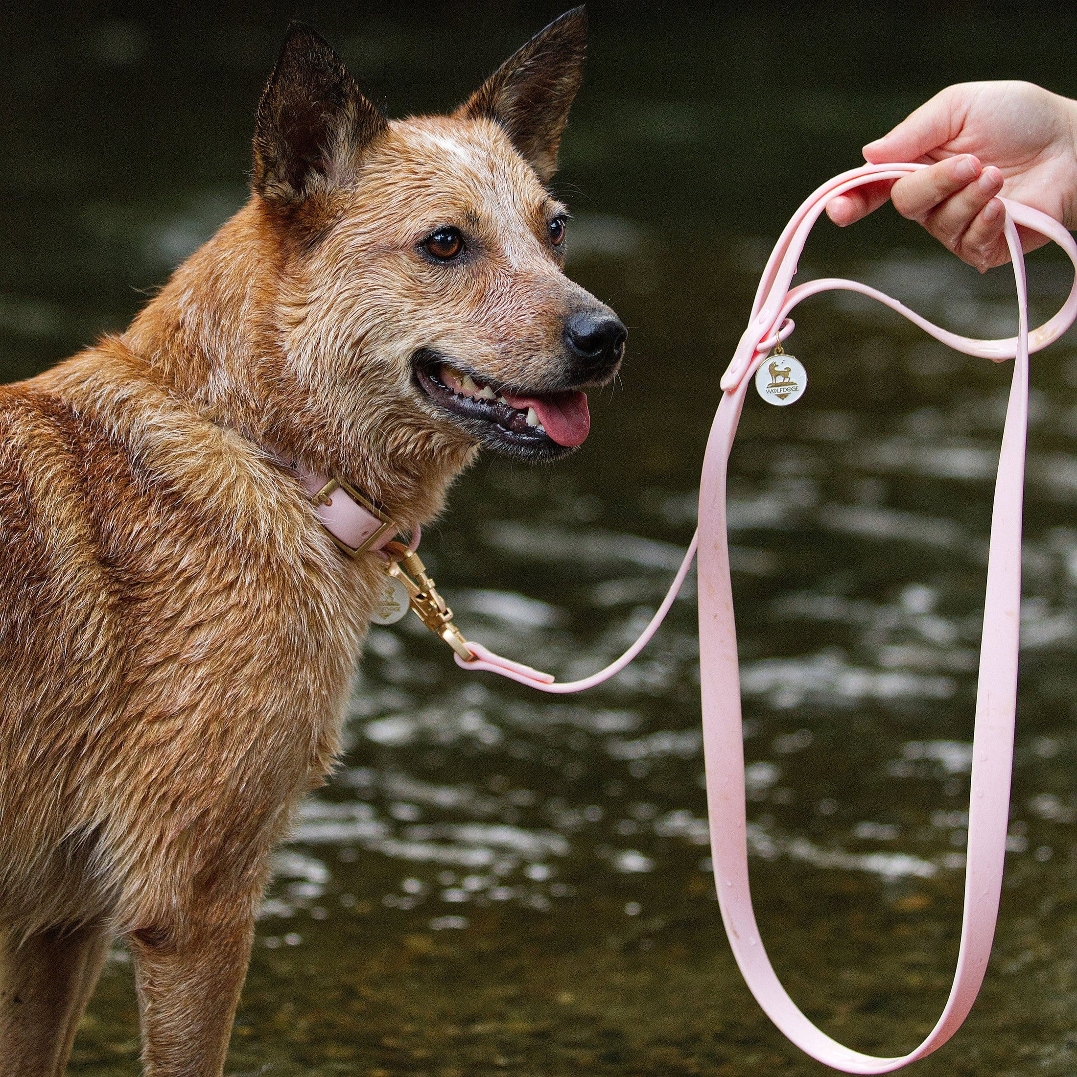 Waterproof Leash - Southlake Paws