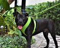 Load image into Gallery viewer, EcoBark Green Dog Leash- Padded Comfort Grip Leash - 4ft, 5ft, and 6ft Dog Leash for Small and Medium Dogs
