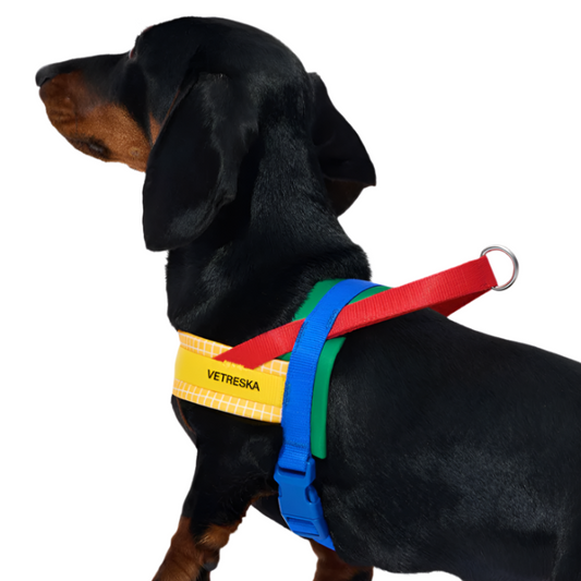 Yellow Chroma Dog Harness & Leash Set