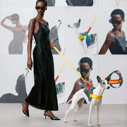 Yellow Chroma Dog Harness & Leash Set