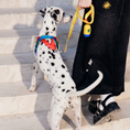 Load image into Gallery viewer, Yellow Chroma Dog Harness & Leash Set - Southlake Paws
