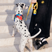 Yellow Chroma Dog Harness & Leash Set