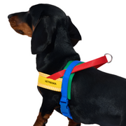 Yellow Chroma Dog Harness & Leash Set
