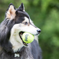 Load image into Gallery viewer, Air KONG Squeaker Tennis Balls for Dogs
