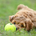 Load image into Gallery viewer, Air KONG Squeaker Tennis Balls for Dogs
