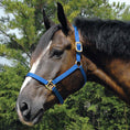 Load image into Gallery viewer, Jeffers Arabian Nylon Horse Halter

