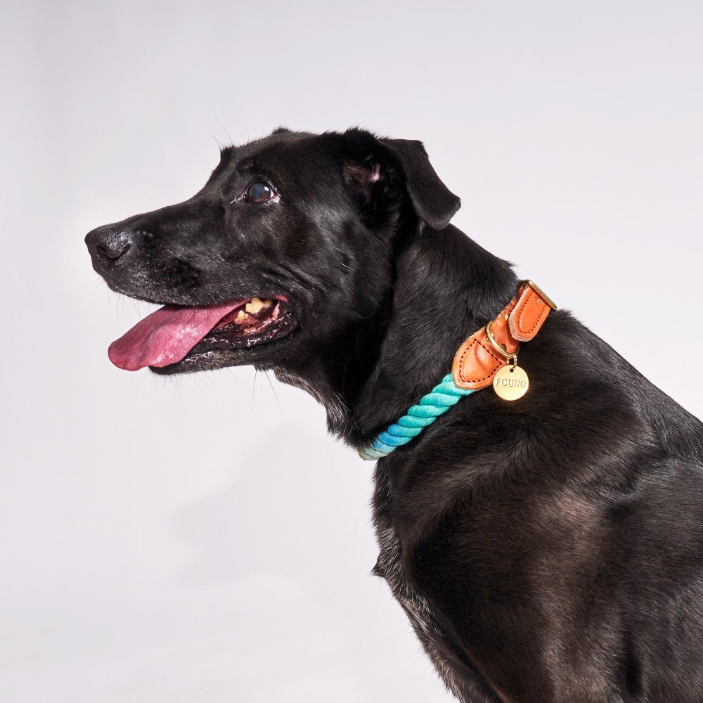 Dog Collars Premium Found My Animal X Petco Azure Cotton Rope Dog Collar