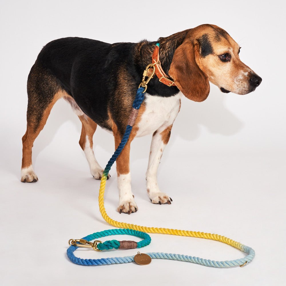 Dog Collars Premium Found My Animal X Petco Azure Cotton Rope Dog Collar