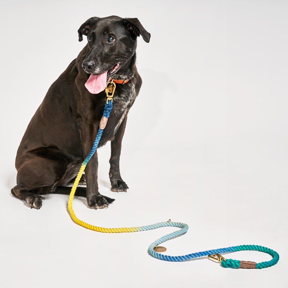 Shop Leashes Premium Azure Cotton Rope Dog Leash by Found My Animal, Adjustable