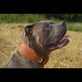 Load image into Gallery viewer, Plain "Style" collar brown
