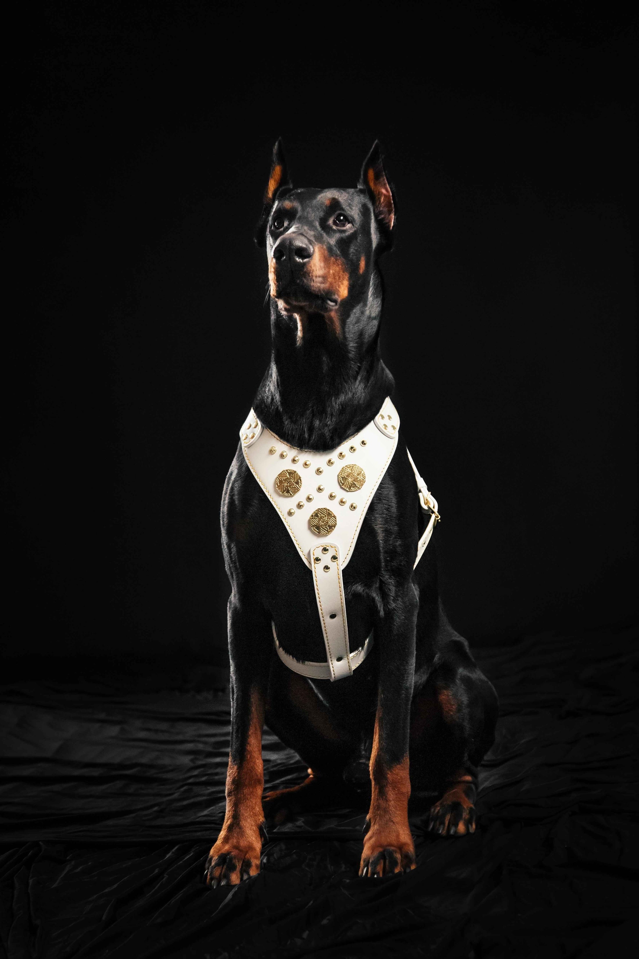 The "Maximus" harness White
